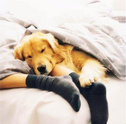 想知道你家狗有多愛你嗎？從狗這幾個舉動中表明，你家狗做過嗎？