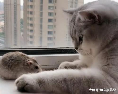 仓鼠被猫咪叼在窗台，却被主人发现，猫：我就舔舔，不吃！