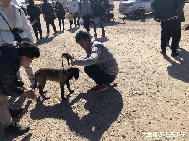 男子出售买后自养一个月的小马犬, 买主看中后爽快将其买下!
