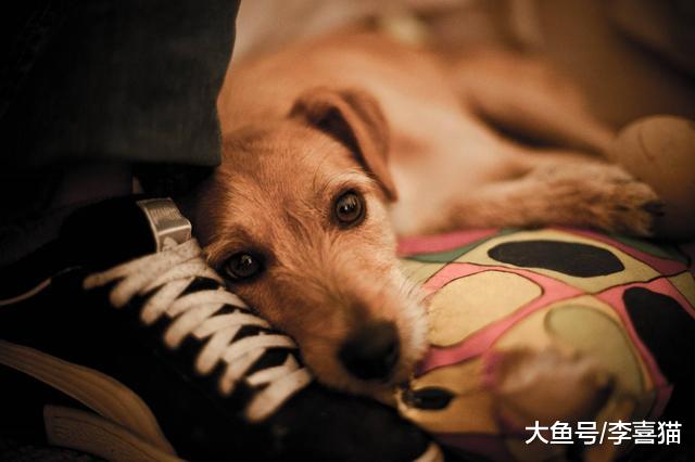 我们应如何面对宠物的离去？四点方法令铲屎官快速走出悲伤