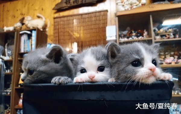 小猫喝完奶伸着舌头睡，发现主人偷拍，猫妈一脸不开心：不许拍！