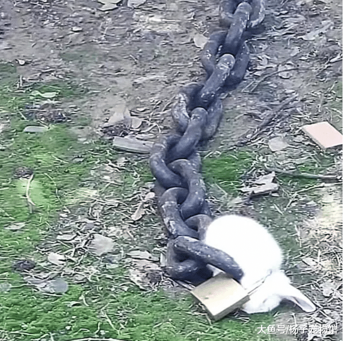 兔子被绑在门口，看到脖子上的铁链，感慨：这是犯了天条么