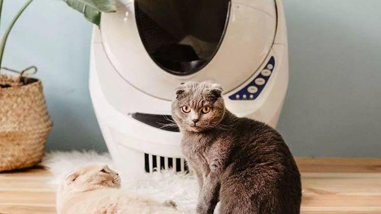 宠物智能家具的现状你知道多少？