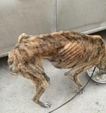 隔壁土狗瘦的剩皮包骨，网友好心喂食并出钱买回，旧主：人傻钱多