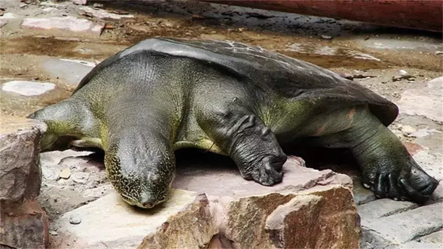 地球上最孤單的物種之一，全球就4頭了，人類也無計可施
