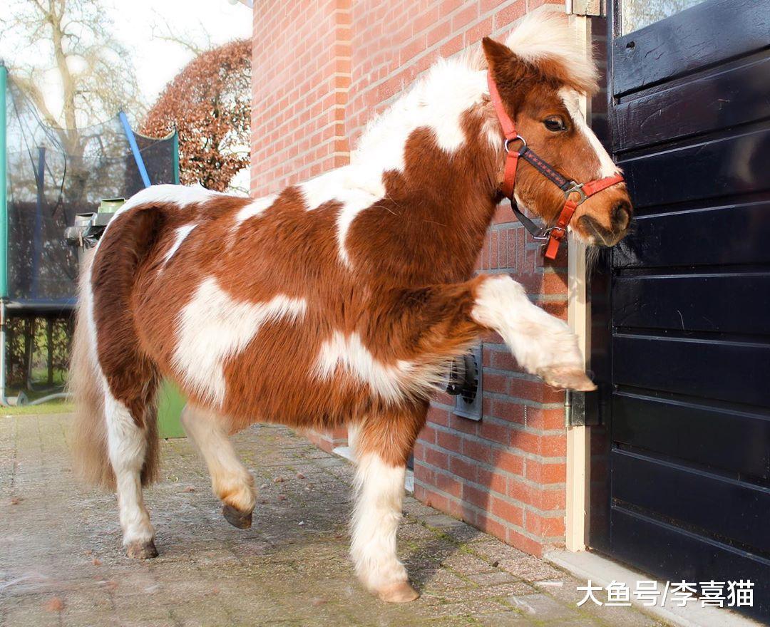 誰說農場動物不能當寵物養的，飼養雞鴨鵝已經成為了新趨勢