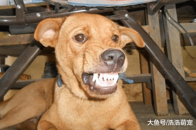 就算狗狗犯了大错，宠主也不要打它这5个地方，再生气也不行