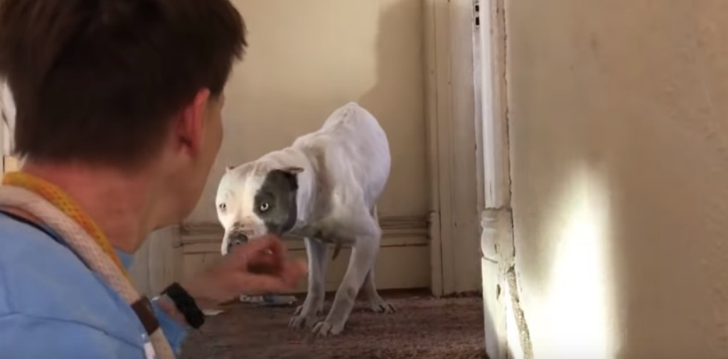 狗狗被困在废弃房屋内，2周后才被解救出来，房主：这锅我不背