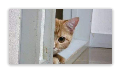 怕主人吃屎！谨防上厕所出现的猫咪们！！