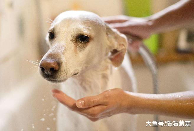 獸醫提示：養狗不要染上下面4個壞習慣，對狗狗的身體很不好！