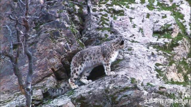 岩羊在悬崖边吃草，一头雪豹猛扑上来，“最丢人”雪豹从此诞生！