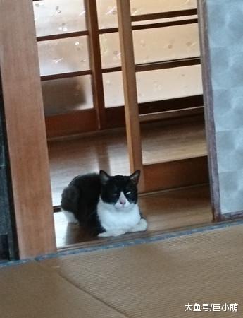 奶牛猫淡定欢迎主人回家，随后就折手躺下，主人问号：我没养猫啊