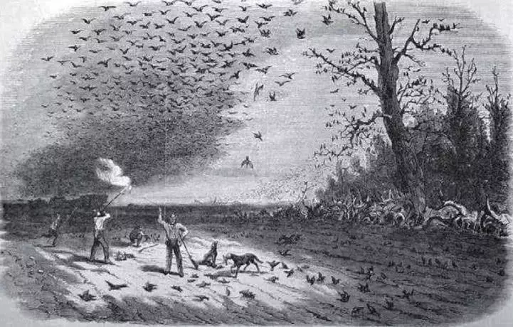 世界上“人为导致”灭绝的七大物种，最后一种原本竟有50亿只