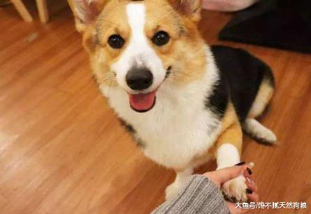 狗狗带给你的这些东西，不是用钱来衡量的