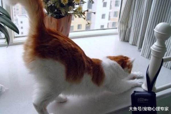 摸猫的时候，猫咪总是翘起尾巴？看似害羞的动作可有它们的小秘密