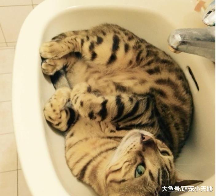 能带娃娃洗澡吗？爸开门看到猫咪哭笑不得：这娃娃也太生动了吧