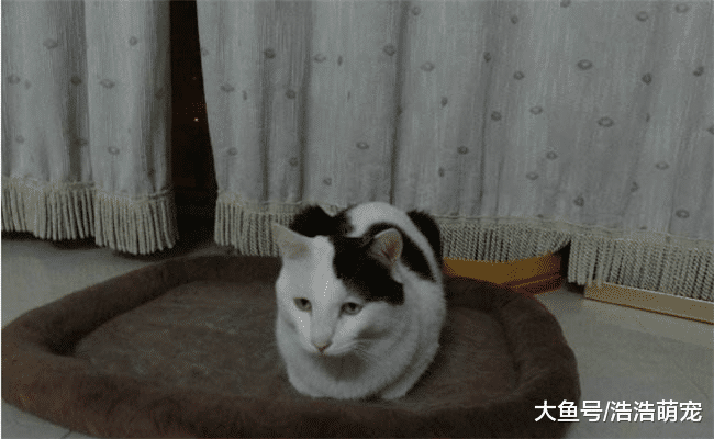 猫咪喜欢自己选窝, 一般会选下面5种, 家里有猫的了解下