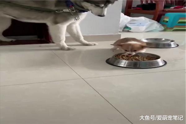 網友給哈士奇找了“弟弟”，可相處卻不太融洽，柯基：狗糧都歸我