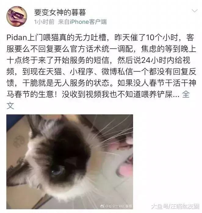 誰能想到，花150元雇人喂貓，我的貓卻成了救助對象