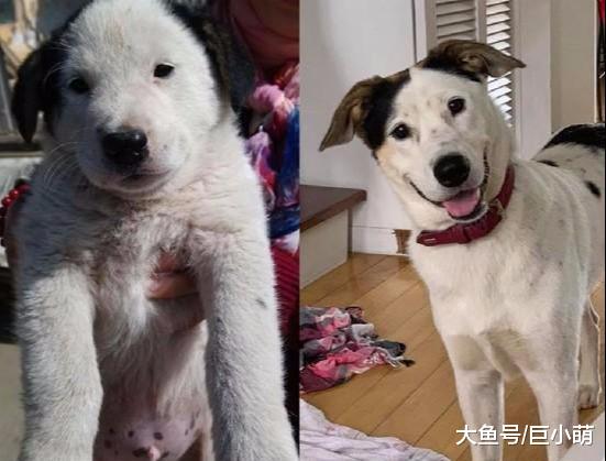 狗狗在年幼时是单眼皮，长大后自动开眼角，这是偷偷去整容了吧