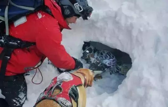 搜救犬指导员: 它救灾时身中剧毒仍就坚持完成了最后一次救援