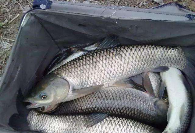 老渔翁说漏嘴，钓鱼就用这小玩意！一次放几滴，鱼获猛增10倍