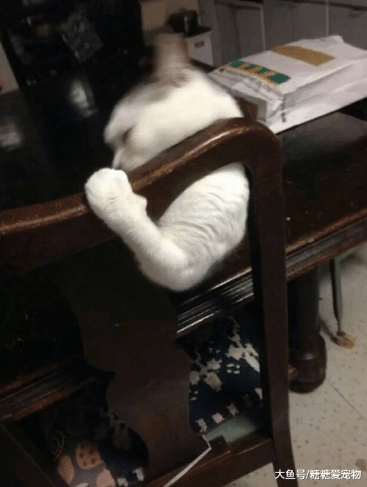 一只拥有麒麟臂的猫，主人：大哥有话好好说，想吃啥小弟马上去买