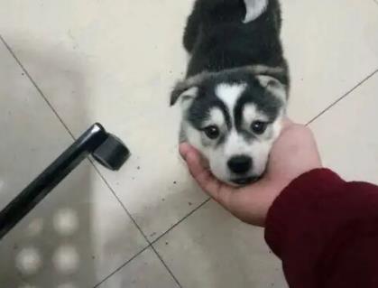 男友花200元买回只二哈, 女友眉头一皱, 发现事情并不简单