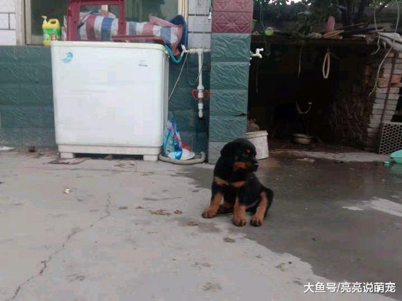 小狗一定会安心在家？并不是，罗威纳总想跑出去玩儿