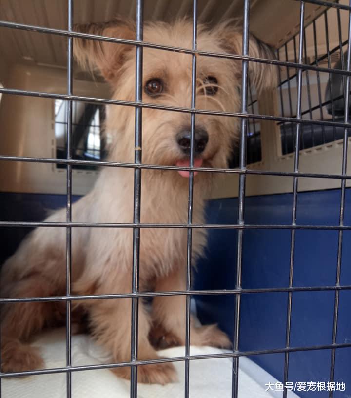 流浪狗钻进陌生人家里倒头就睡，好心人带它去医院，竟取出半盆寄生虫