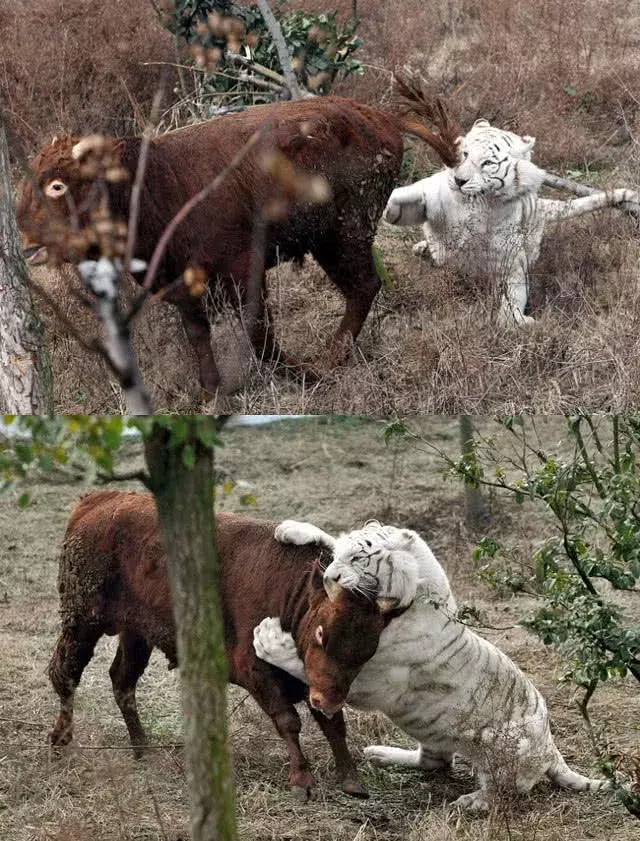 圈養白虎變“白貓”，活食黃牛怒懟白虎，游客：有好戲看了