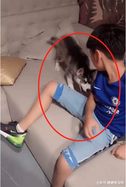 二哈欺软怕硬，上一秒还想咬人，下一秒小主人拿起球拍吓瘫了