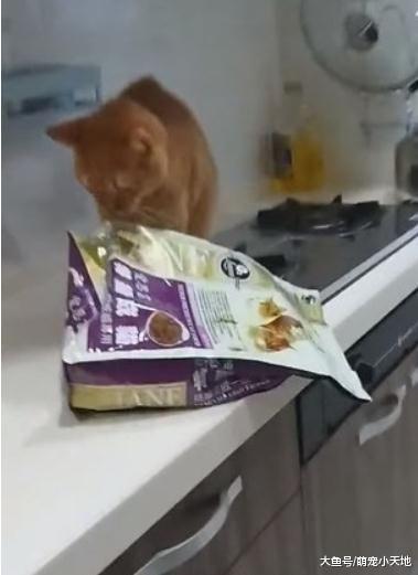 橘猫站厨房台面开柜子，接着掉出巨无霸饲料让人惊：送它去上学