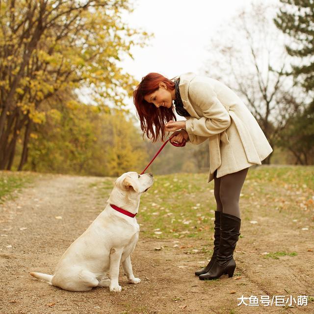 掌握这5种训练技巧，即使在户外，狗狗照样可以随叫随到