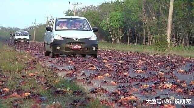 古巴因外来物种入侵，向中国厨师求救，中国人：实在是爱莫能助啊！