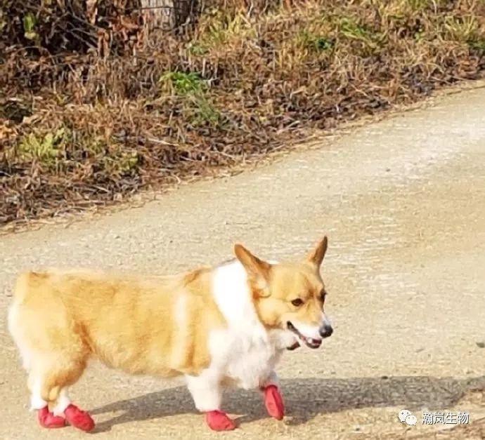 “狗粑粑”注意事项