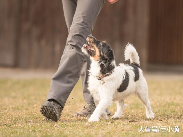 训犬选用口令有技巧，用不同音调提示不同事，狗狗理解起来更容易