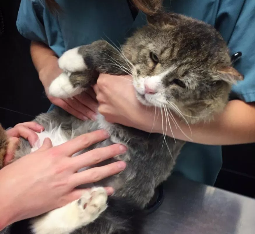 饥肠辘辘的流浪猫向女子讨食吃，女子见它虚弱不堪，索性带回了家