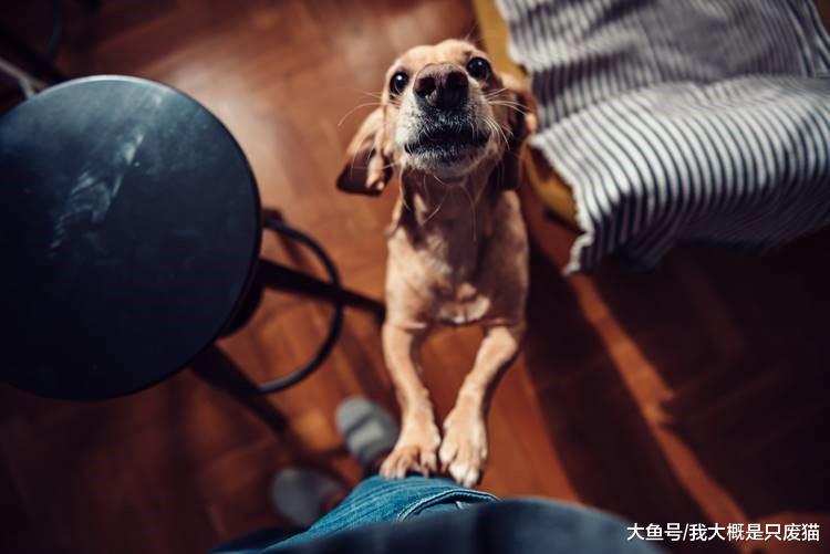 训犬技巧基础篇（二）——从此让你的狗不再扑人