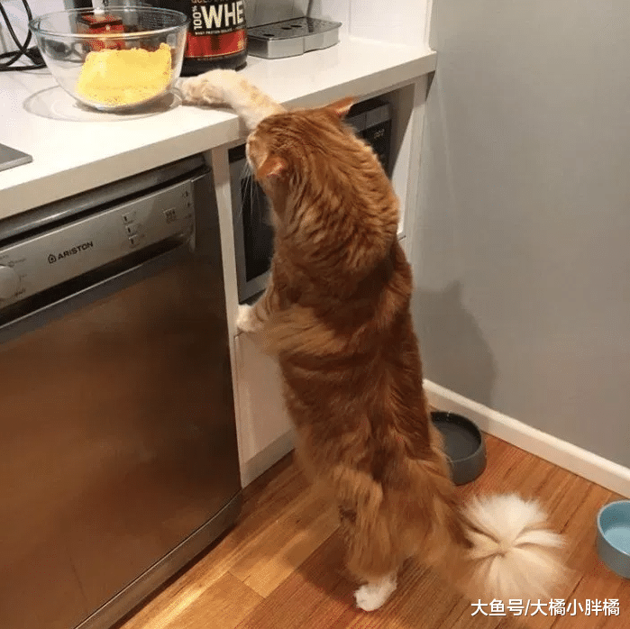 猫咪体型不比狗狗小，偷食都是明着来，狗狗：坐着都还比我高一截
