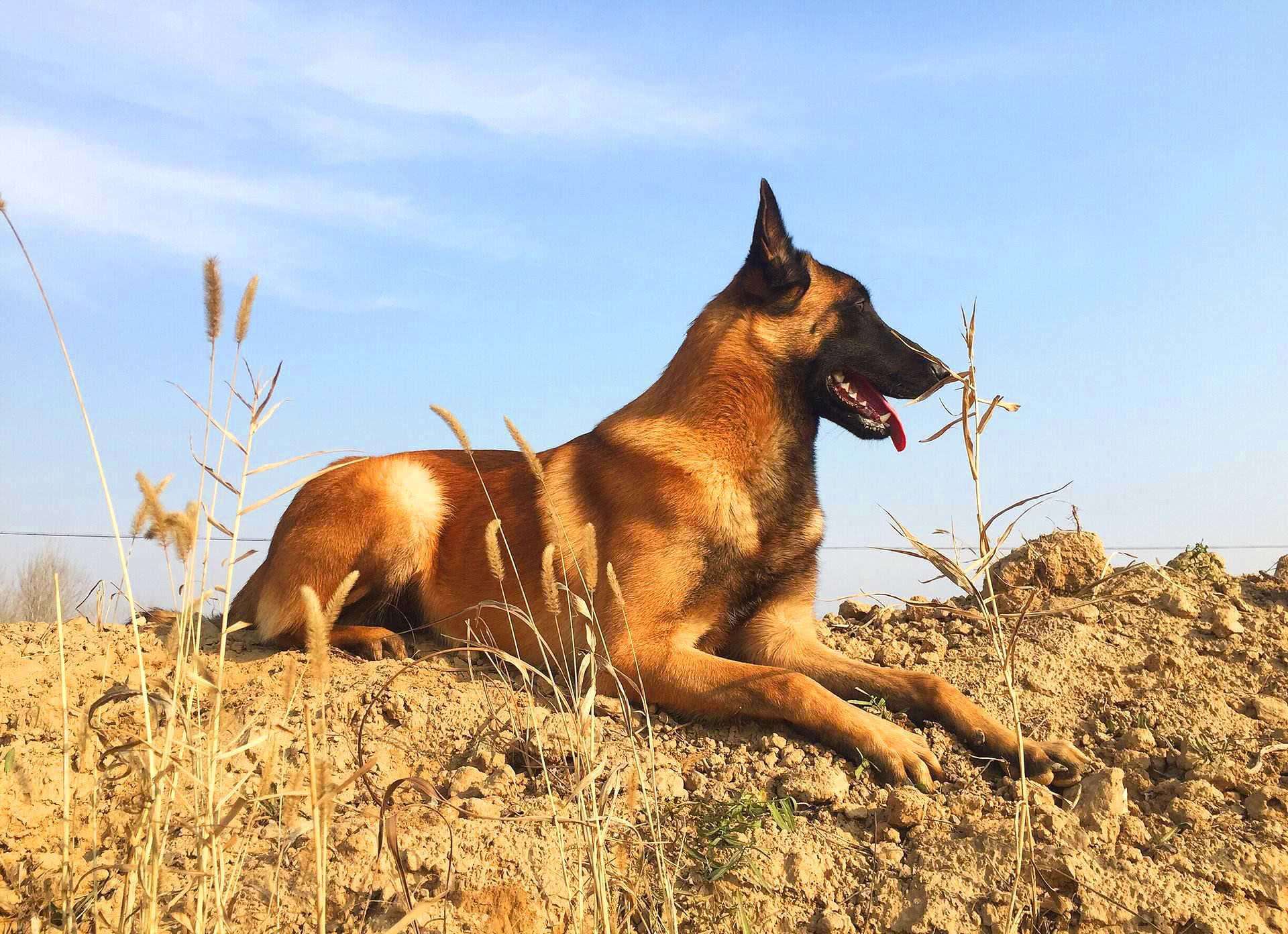 军犬在军队的生活如何？我们普通的宠物狗都羡慕不起！