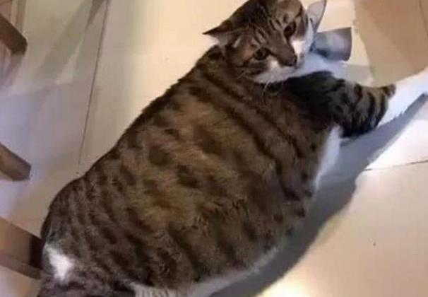 把狸花猫送去乡下外婆家, 半年后去接, 这是哪来的狸花猪?