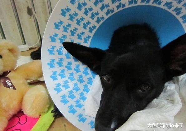 狗狗突然肚子鼓成球两度命悬一线，这种普遍的错误观念成害狗元凶