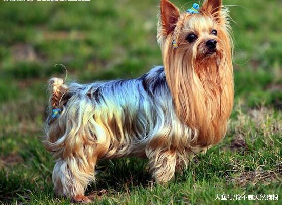 狗狗毛发不好，吃什么食物好？这5种美毛食物别错过