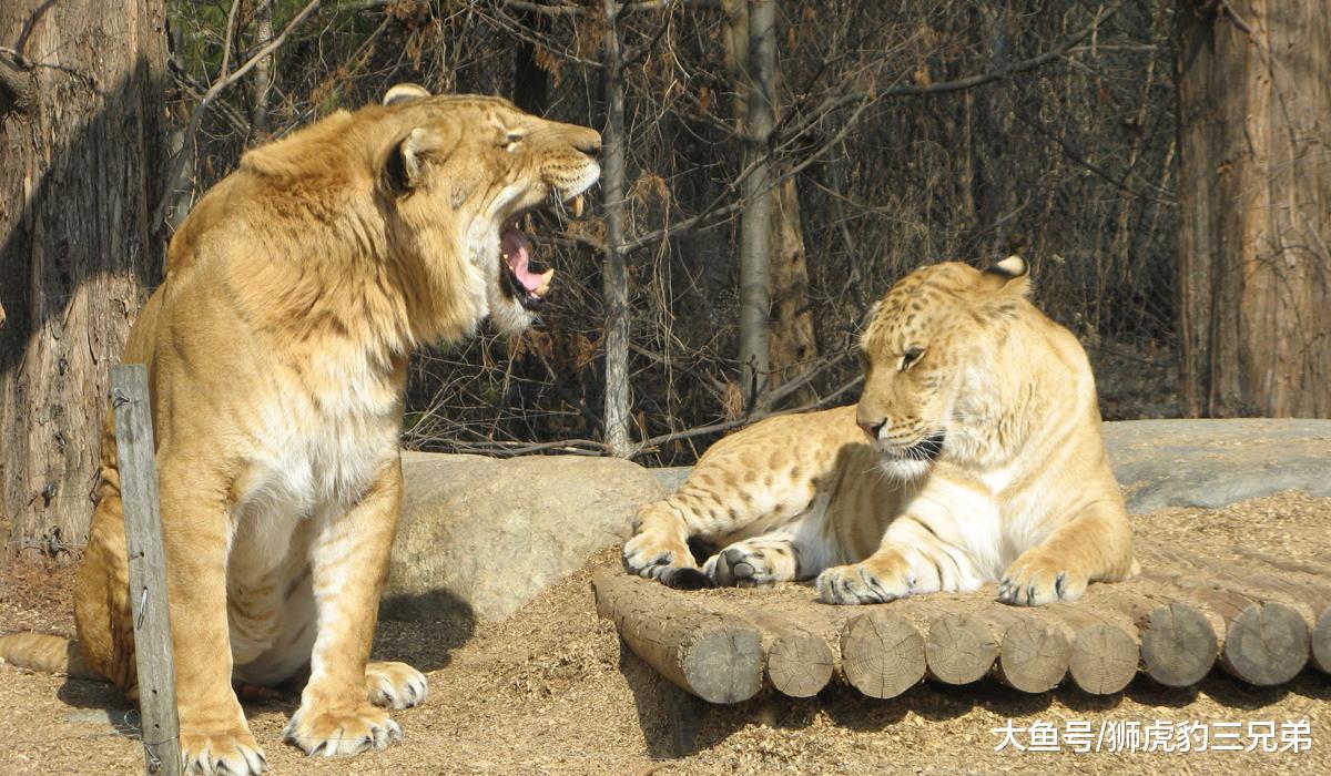 为什么狮虎兽的体型会变得那么大？原来是雄狮的基因在“作怪”