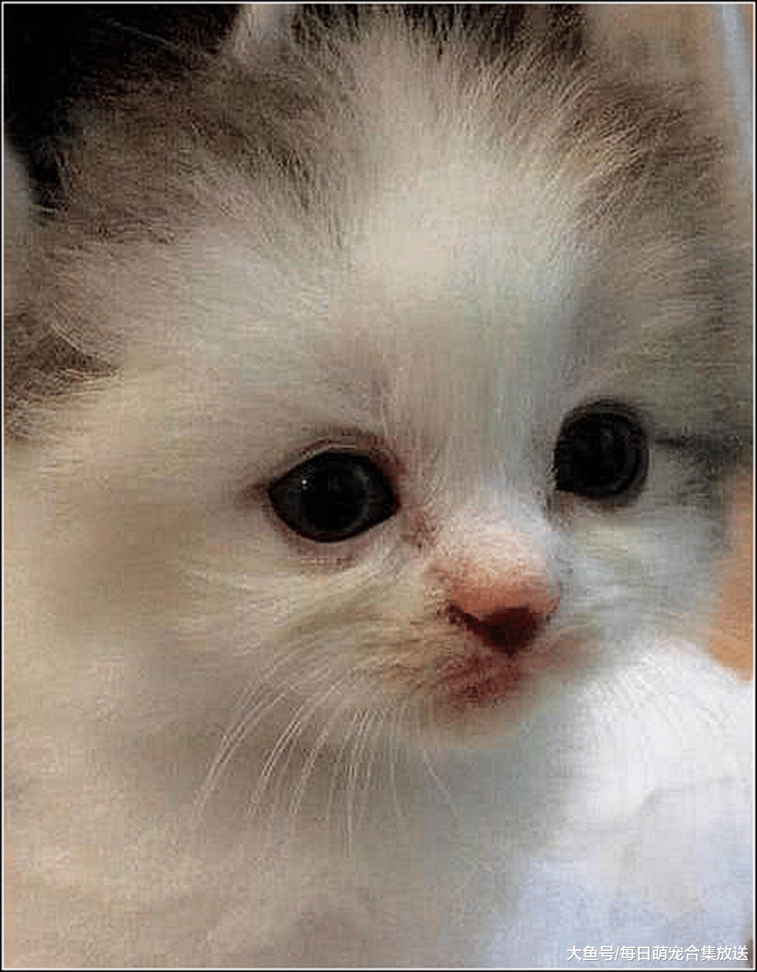 女子给小奶猫喂食，发现它吃相有点奇怪，走近一看差点笑出鼻涕泡