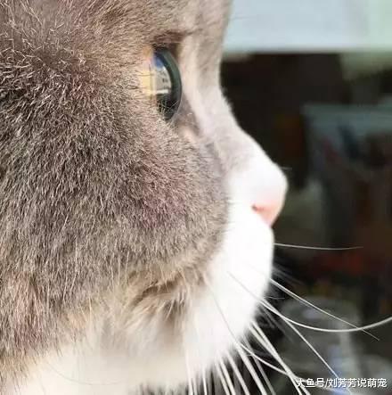 你还记得那只拥有完美侧颜的猫吗？你知道它正脸长什么样吗？