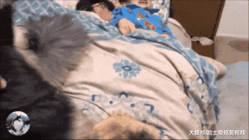 德牧小时候常跟主人睡，结果2年过去了，还当自己是小奶狗