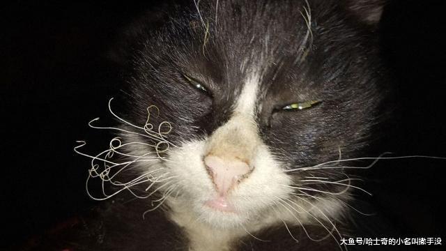 燒火的時候不小心把貓燒了，都糊了，網友：千萬不要當著它的面笑