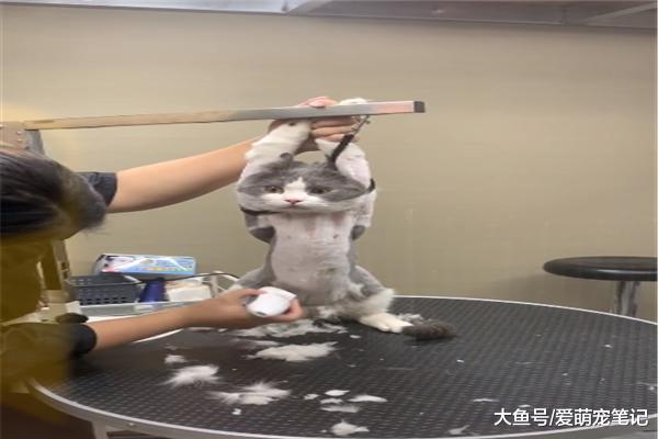 英短猫不幸得了猫癣，带到宠物店去剃毛治疗，结果把猫奴给逗乐了